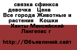 связка сфинкса. девочка › Цена ­ 500 - Все города Животные и растения » Кошки   . Ханты-Мансийский,Лангепас г.